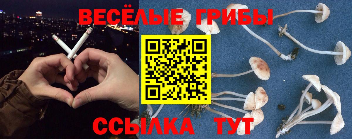 Псилоцибиновые грибы прущие грибы  Вход с VPN  Губкинский  Псилоцибиновые грибы Psilocybe 